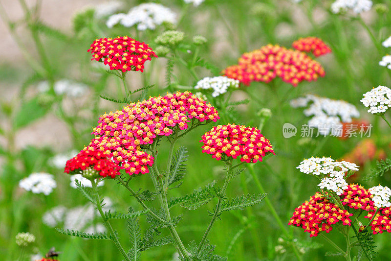 小蓍草/蓍草/普通蓍草花